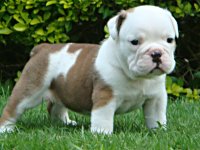 Happy National Puppy Day