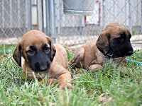 Happy National Puppy Day
