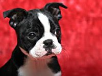 Happy National Puppy Day