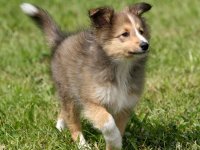 Happy National Puppy Day
