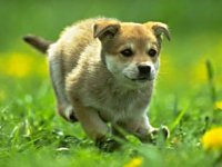 Happy National Puppy Day