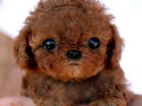 Happy National Puppy Day