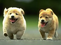 Happy National Puppy Day