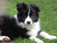 Happy National Puppy Day