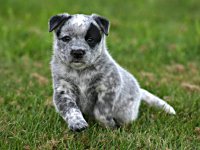 Happy National Puppy Day