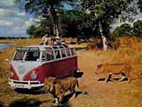 Safari