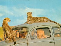 Safari