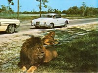 Safari