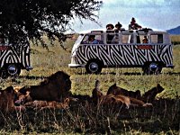 Safari