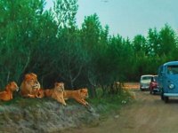 Safari