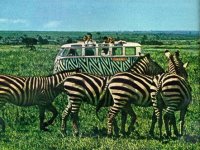 Safari