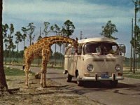 Safari