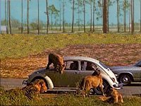 Safari