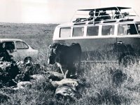 Safari