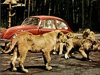 Safari
