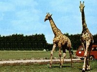 Safari