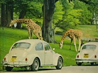 Safari