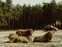 Safari