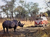 Safari