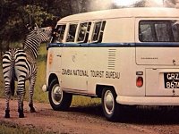 Safari