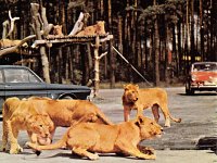 Safari