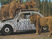 Safari