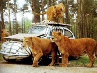 Safari
