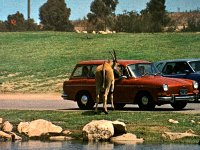 Safari