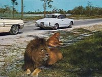 Safari
