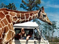 Safari