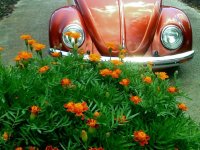 Spring