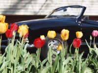 Spring