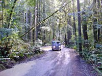 Sylvan