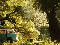 Sylvan
