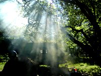 Sylvan