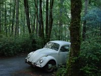 Sylvan