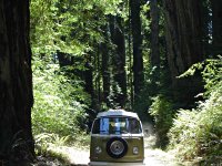 Sylvan