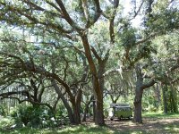 Sylvan