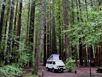 Sylvan