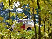 Sylvan