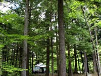 Sylvan