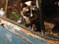 VW Cats