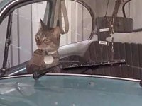 VW Cats