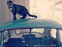 VW Cats