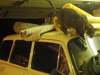 VW Cats