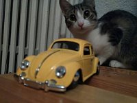 VW Cats