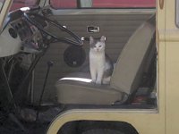 VW Cats