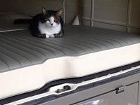 VW Cats