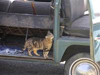 VW Cats