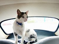 VW Cats